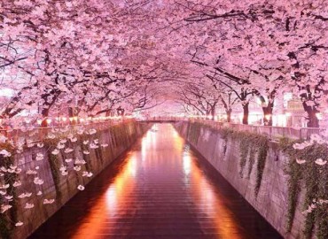 Cherry Blossom Tours: Essence of Spring